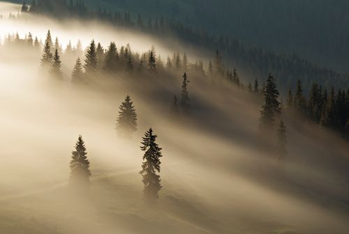 Golden fog