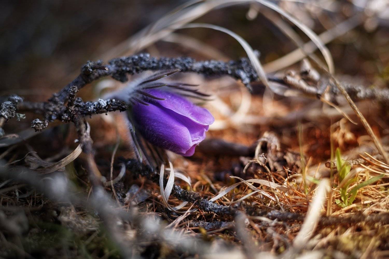 макро, цветы, цветок, природа, Станислав Попов