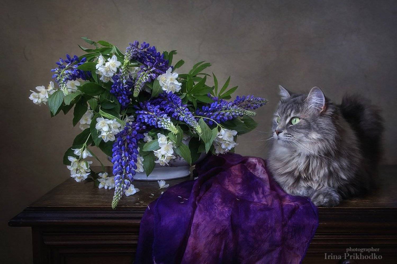 цветочный натюрморт, кошка Масяня, домашние животные, питомцы, винтажный натюрморт, художественное фото, Ирина Приходько