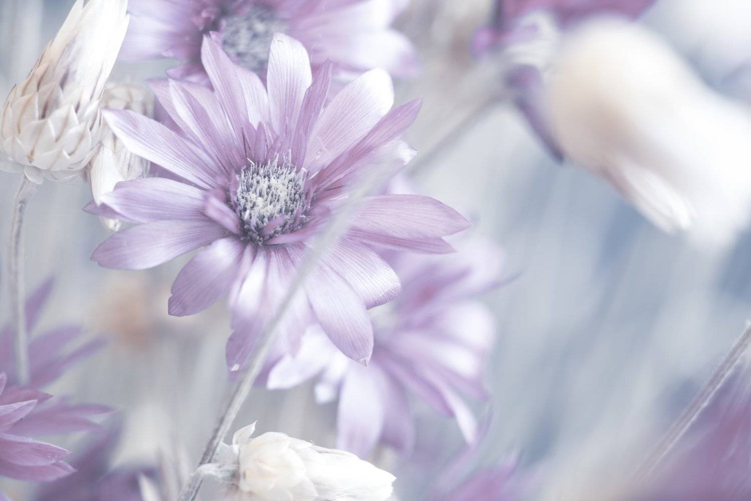 макро цветы, Гайдабуров Сергей