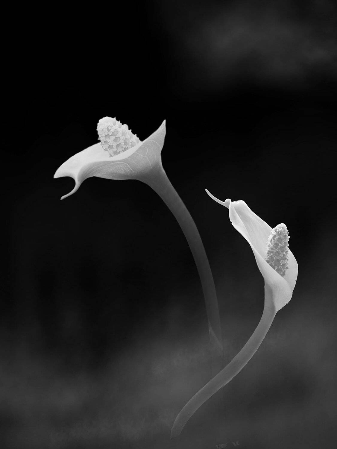 Белокрыльник болотный. Автор: T. Bondarenko , T. Bondarenko