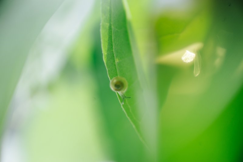 Улитка-малышка! фото превью