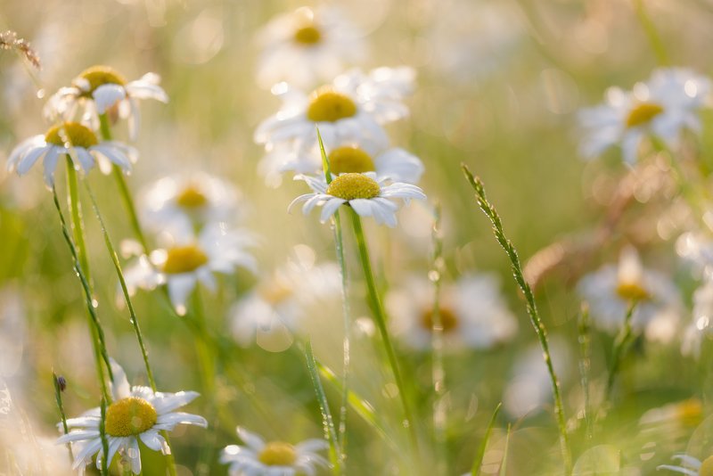 рассвет, утро, луг, ромашки Бежин луг фото превью