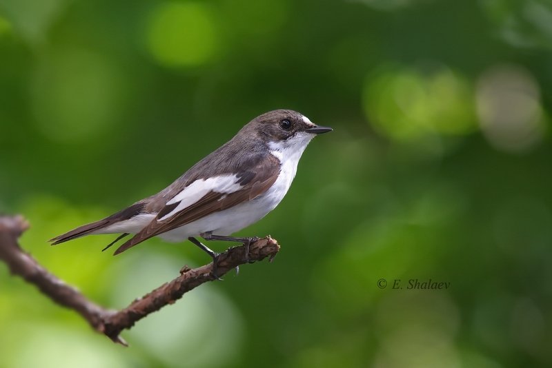 birds,european pied flycatcher,ficedula hypoleuca,мухоловка,мухоловка-пеструшка,птица,птицы,фотоохота Мухоловка-пеструшка фото превью