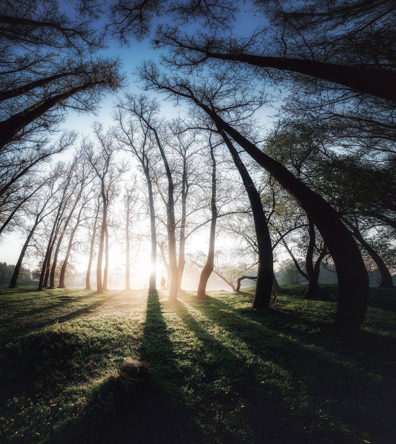 волшебство,	деревья,	жизнь, любовь, молчание, музыка, природа, река, свет, силуэт, солнце,	тени, тетерев, тишина,	украина,	человек, коростышев, Александр Чорный