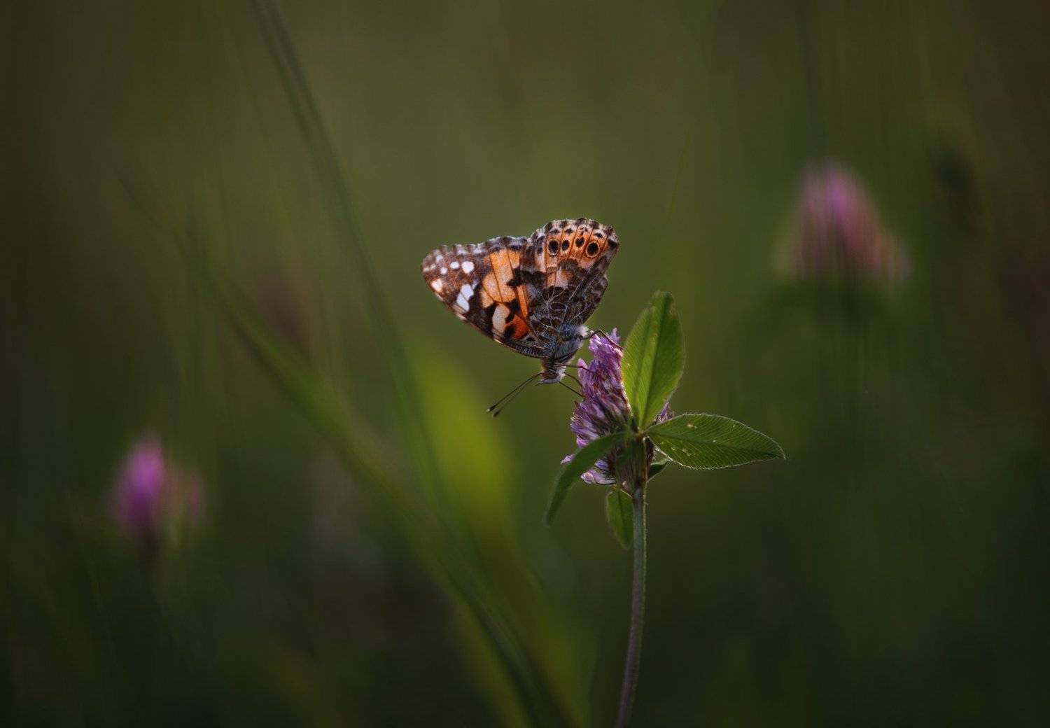 бабочка, свет, macro, Баранов Олег