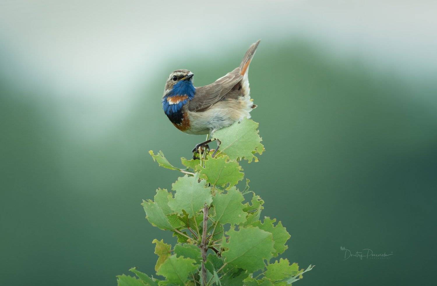 природа, лес, животные, птицы, Дмитрий Посевич