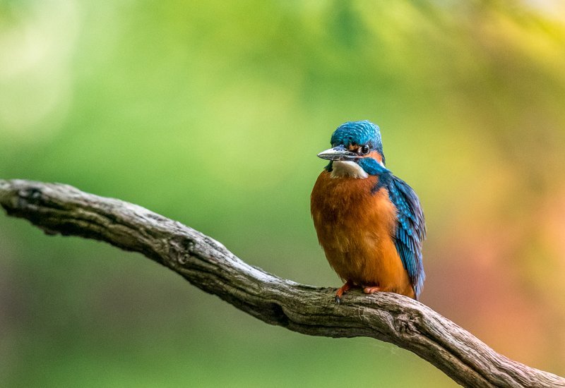 Kingfisher фото превью