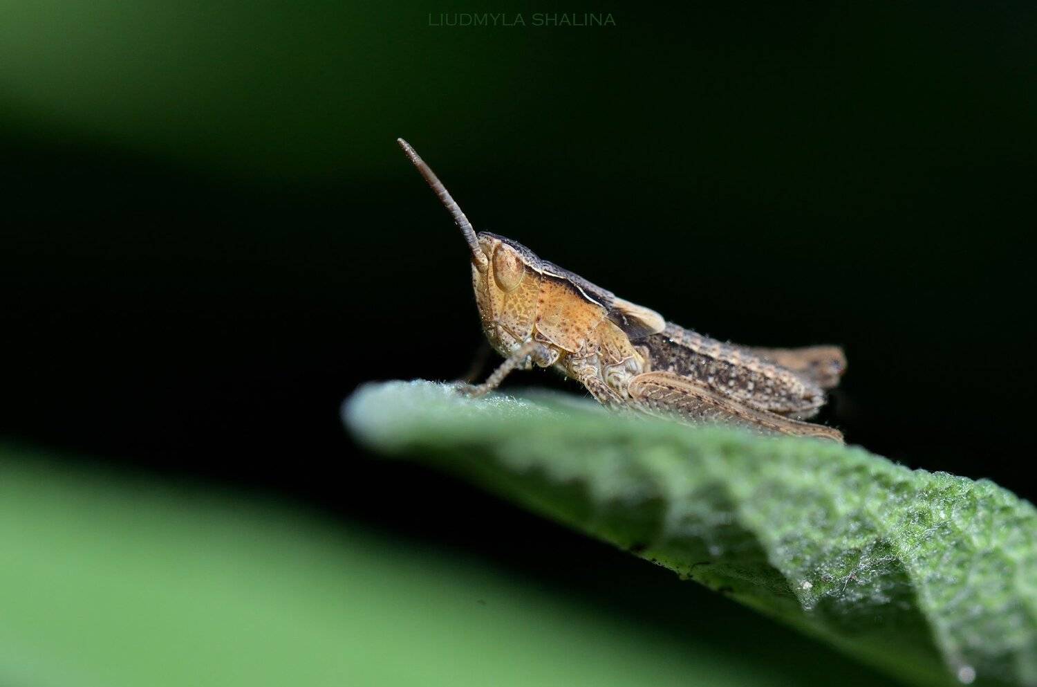 , Людмила Шалина