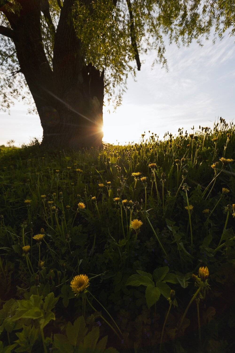 , Виталий Стрельцов