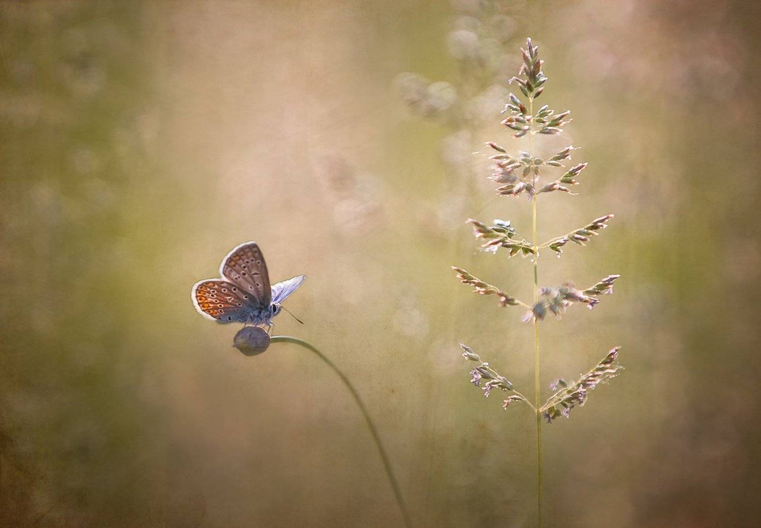 , Баранов Олег