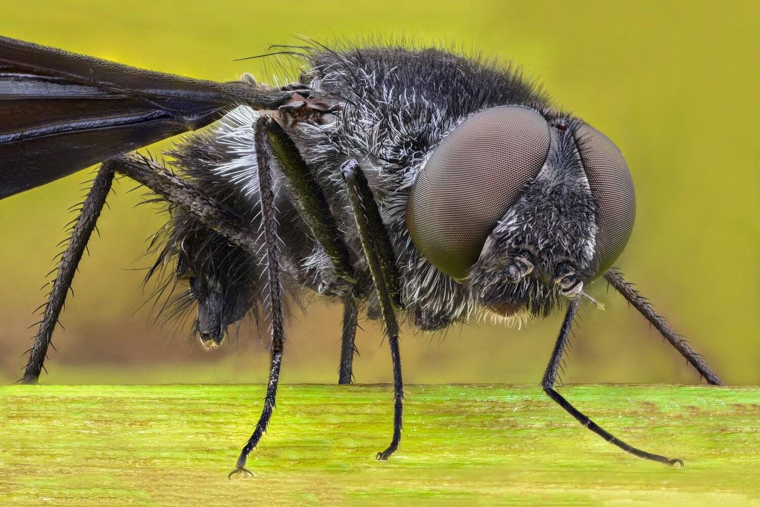 ceclii, macro, extrememacro, nikon d3400, lomo 3.7x, Tsvetan Ganev