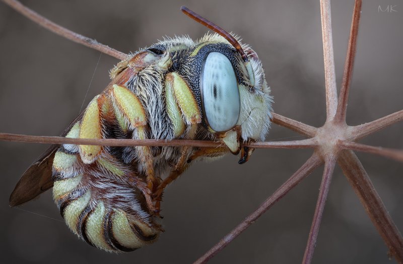 Кроха. фото превью