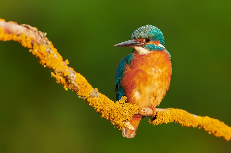 bird, birds, animal, animals, wildlife, kingfisher, Kingfisher фото превью