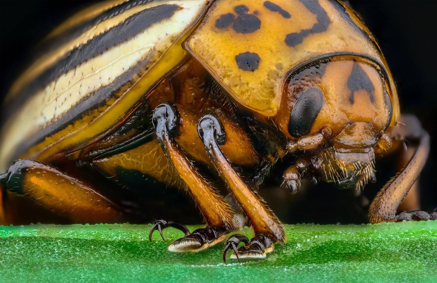 ceclii, macro, extrememacro, nikon d3400, lomo 3.7x, Tsvetan Ganev