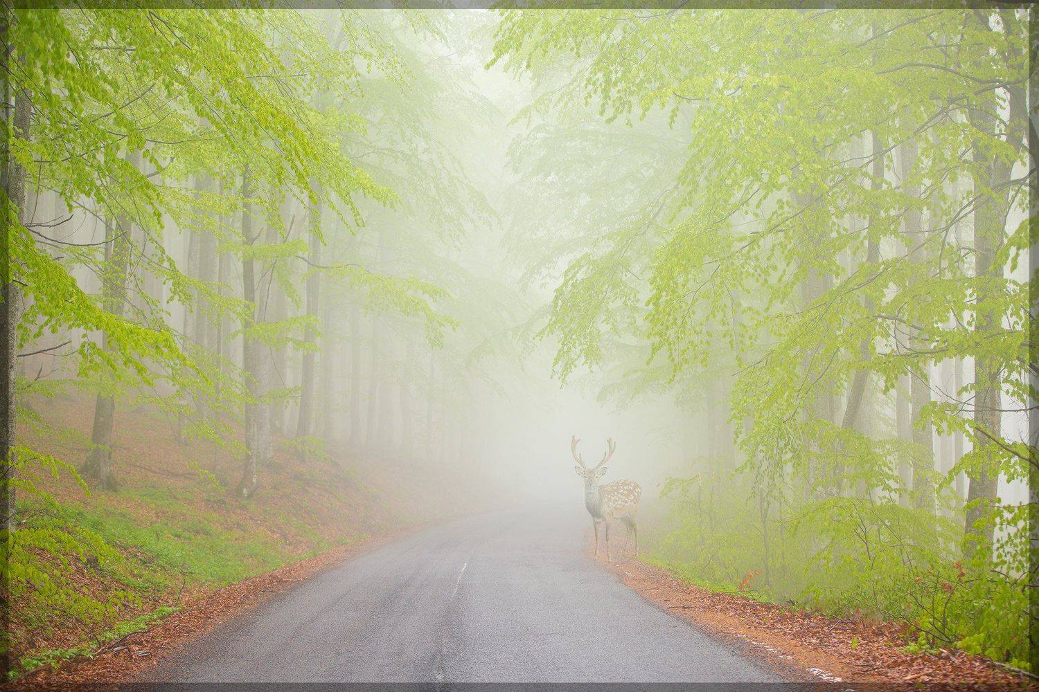 трансильвания,олень, туман, лес, перевал, румыния, Alexey Palagichev