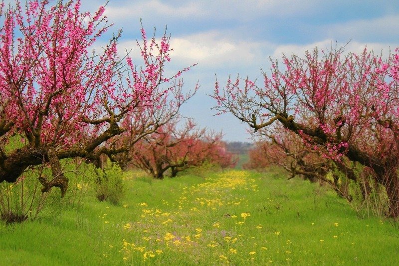 сады,персики,весна,розовый,пейзаж, В розовых облаках.... фото превью