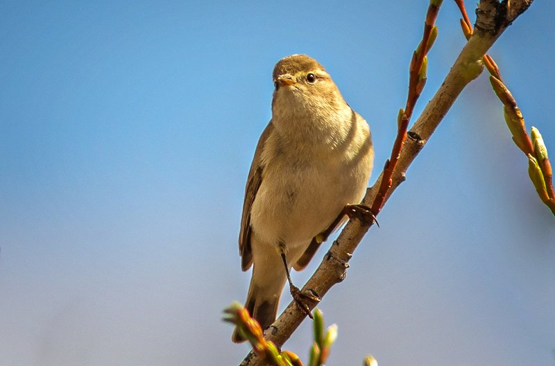 птицы,сеевер,пеночка-весничка, ,коми,печора,анималистика,birds,seever,,komi,pechora,animalism, Пеночка-весничка фото превью