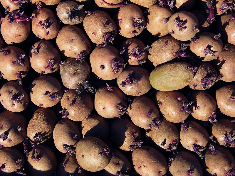 Ростки фото превью