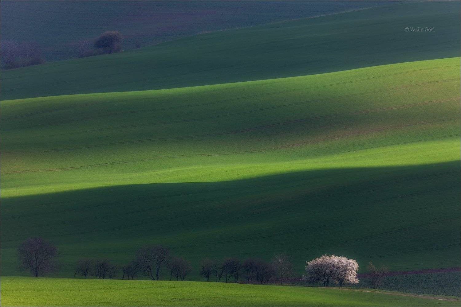 южная моравия,пейзаж,hils,весна,линии,south moravian,lines,свет,czech,цветение,чехия,landscapes, Василий Гори