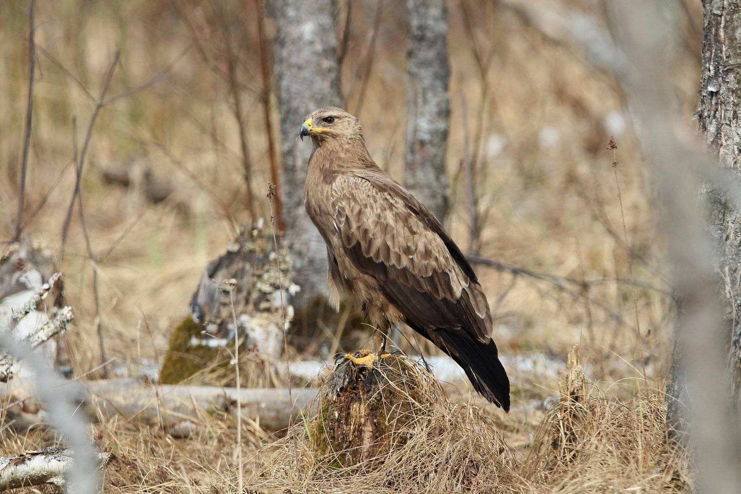 , Пашкевич Василий