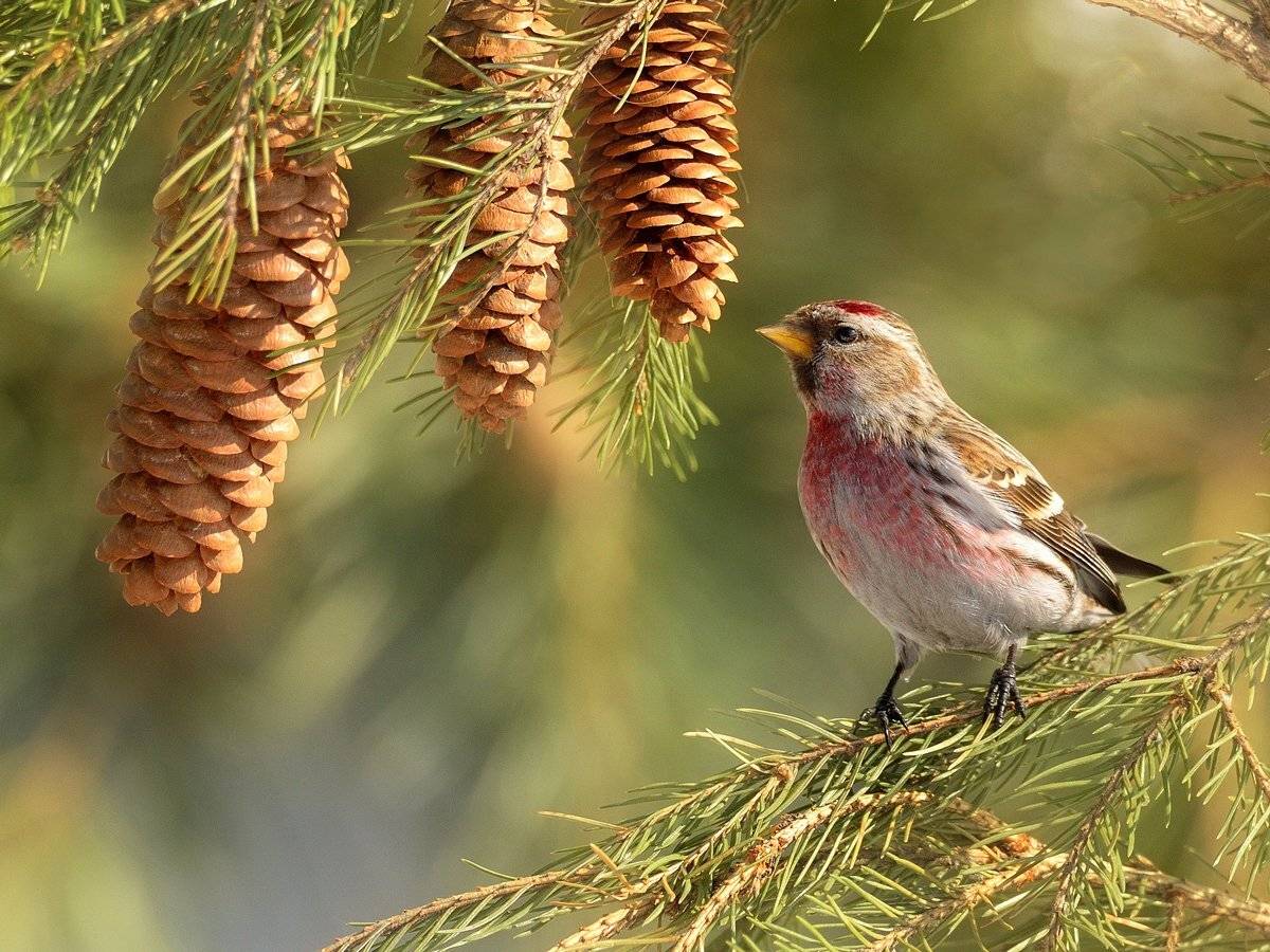 природа, фотоохота, чечетка, птицы, животные,, vladilenoff