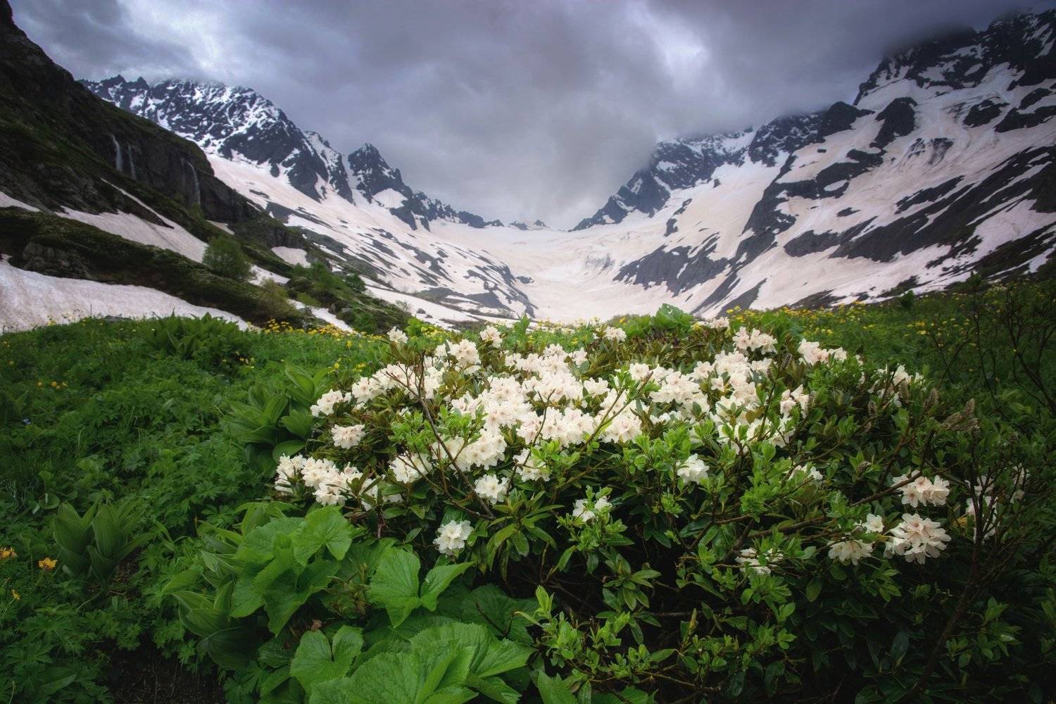 кавказ, горы,цветы, Алексей Кретов