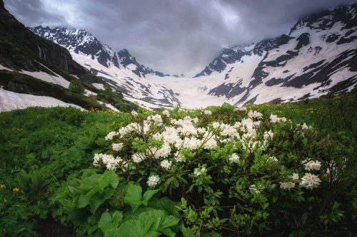 Птышские рододендроны