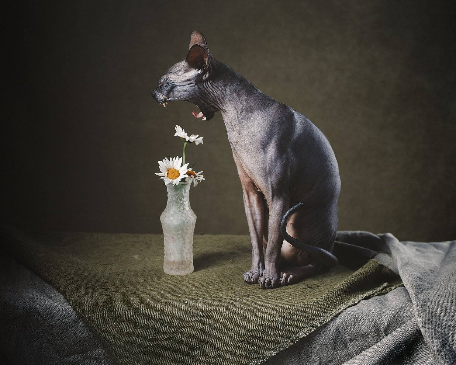 животные, натюрморт, драпировка, , Игорь Крюков