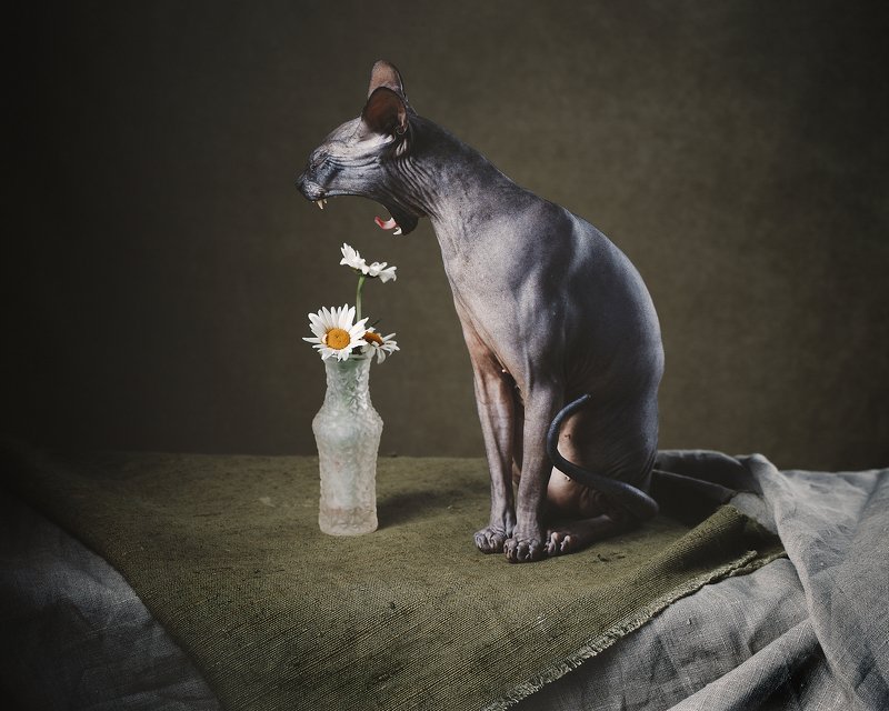 животные, натюрморт, драпировка,  Сонный Сфинкс и ромашки  фото превью