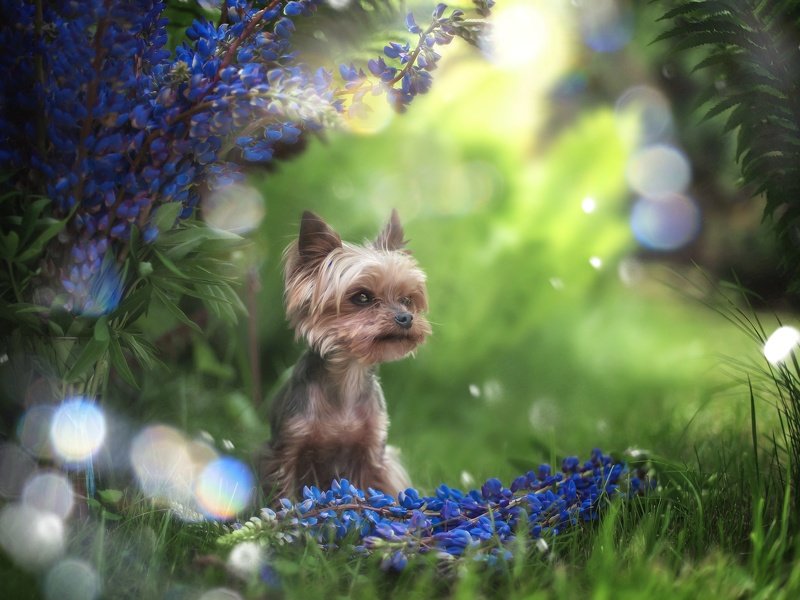 фото превью