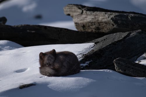 Black Arctic Fox