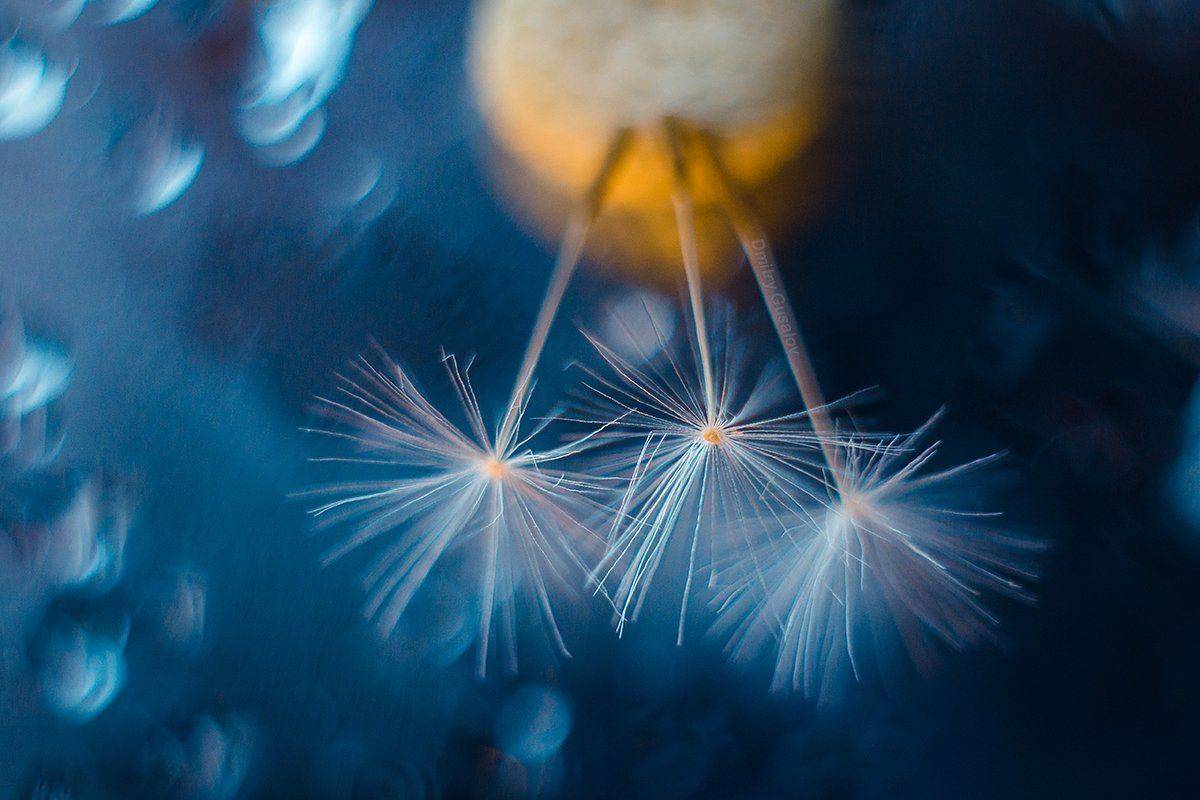 макро, природа, весна, макросъёмка, макрофотография, растение, цветы, одуванчик, Дмитрий Гусалов