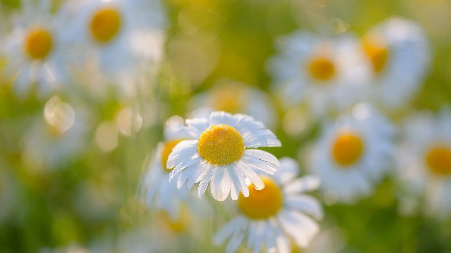 , Alexander Plekhanov