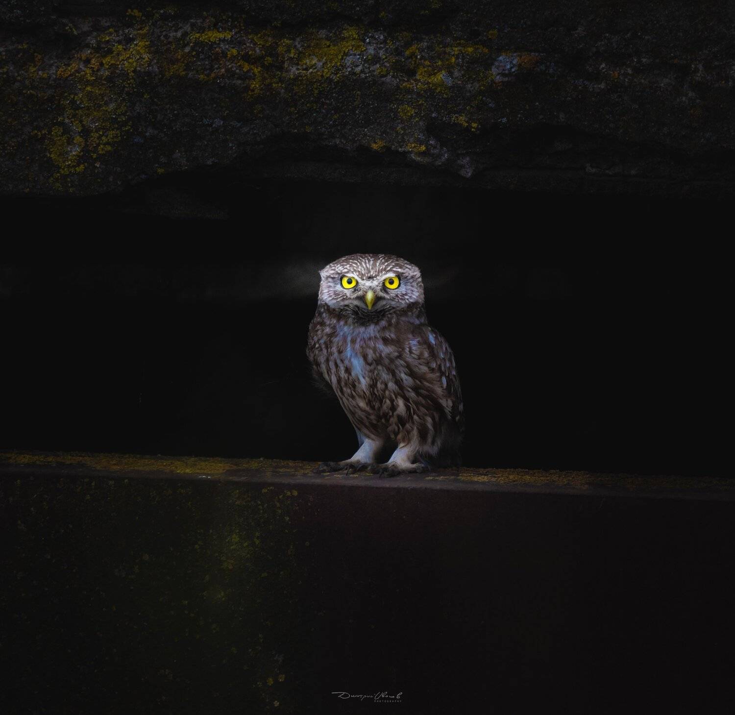птицы, сова, сыч, природа, wildlife, birds, owl, Дмитрий Иванов