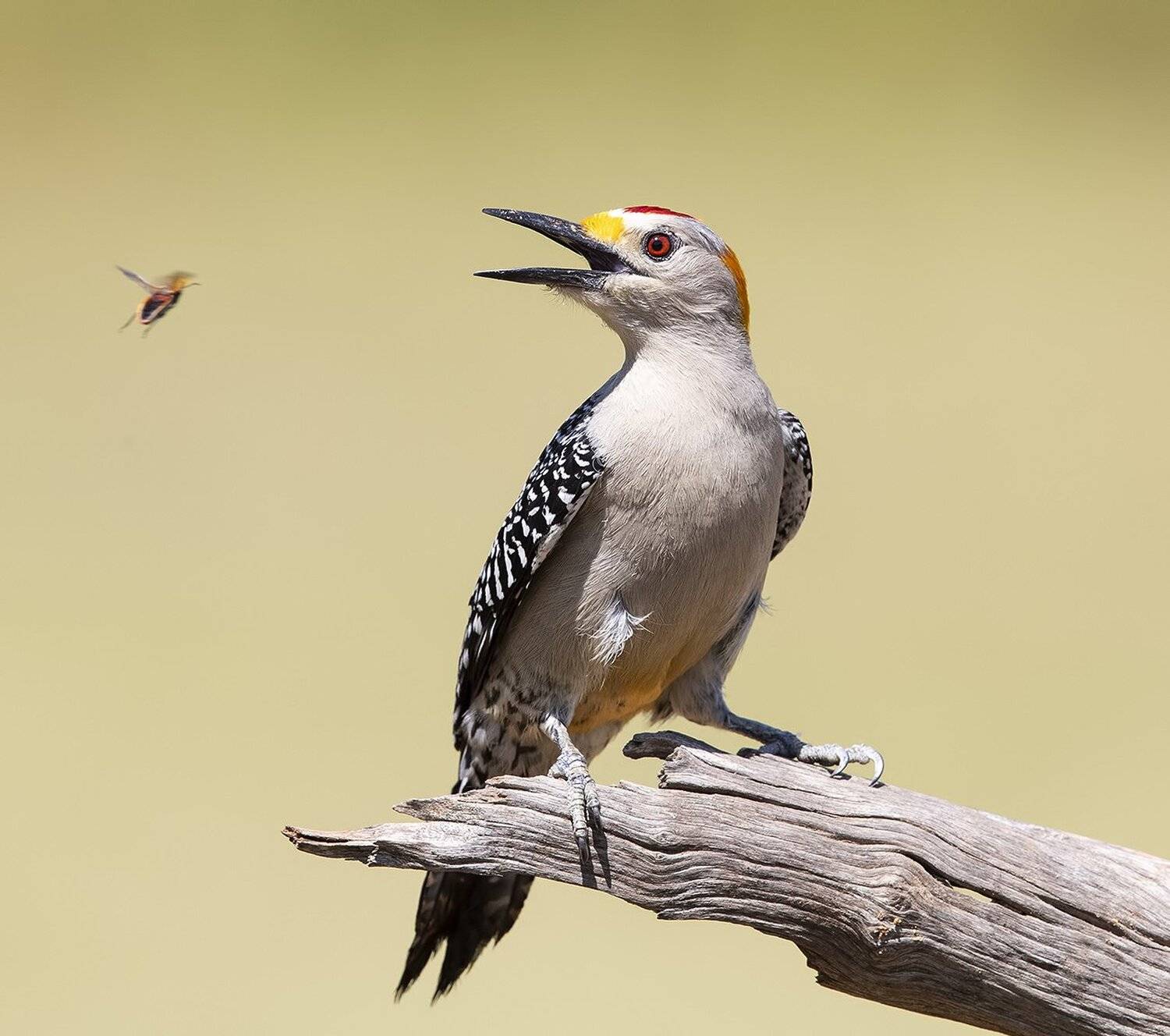 golden fronted woodpecker, золотолобый меланерпес, дятел, woodpecker, tx, texas, Elizabeth Etkind