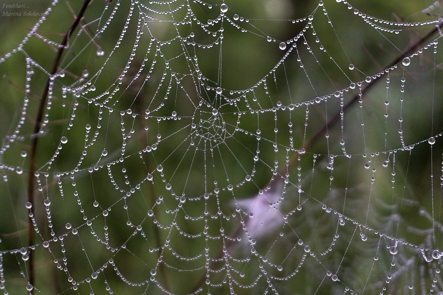 , Марина Соколова