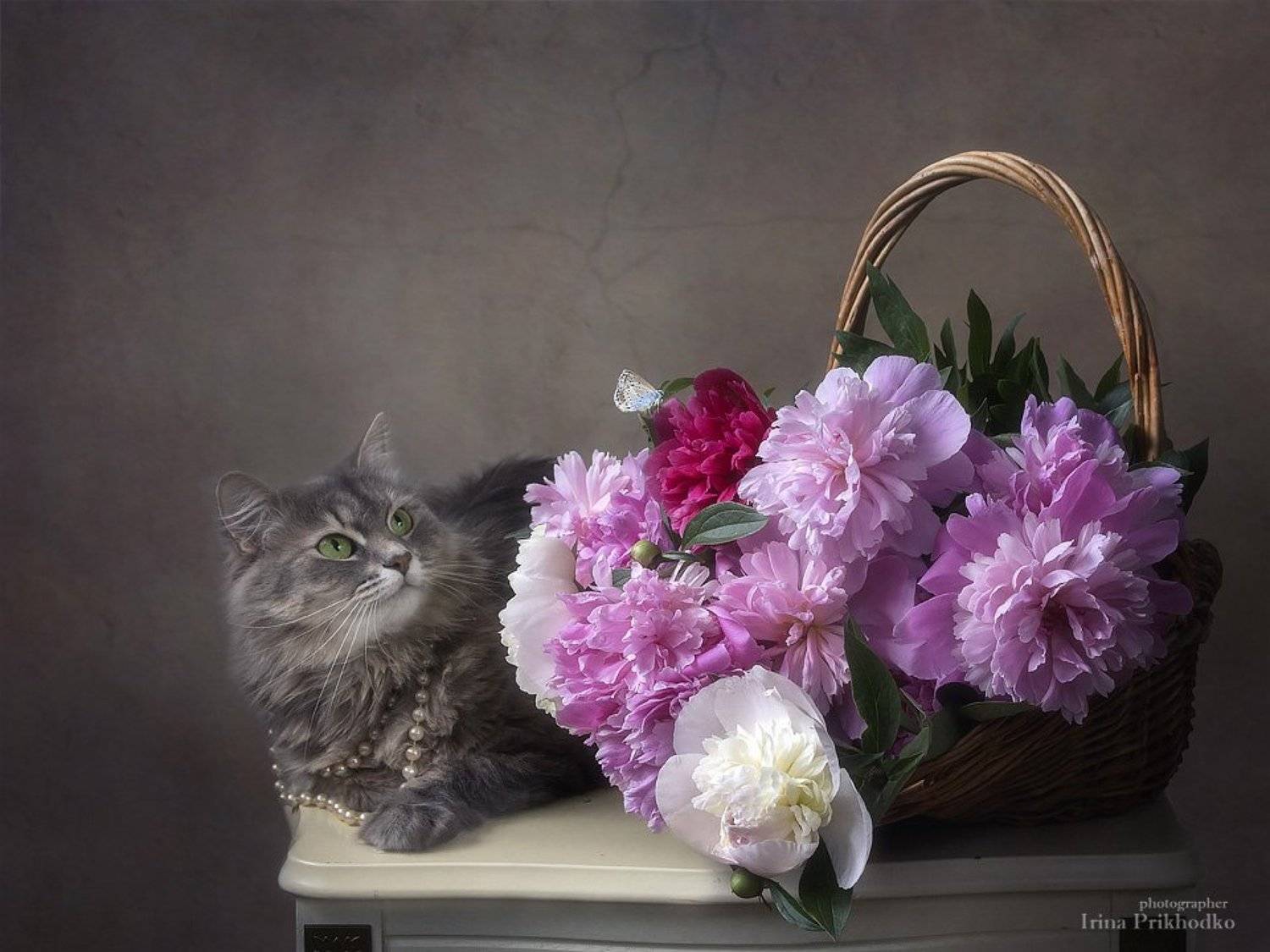 натюрморт, букет, пионы, корзина цветов, домашние животные, кошки, кошка Масяня, котонатюрморт, Ирина Приходько