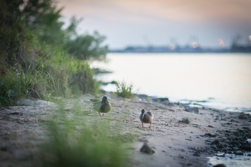 утки, природа, красота, река, закат, город  фото превью
