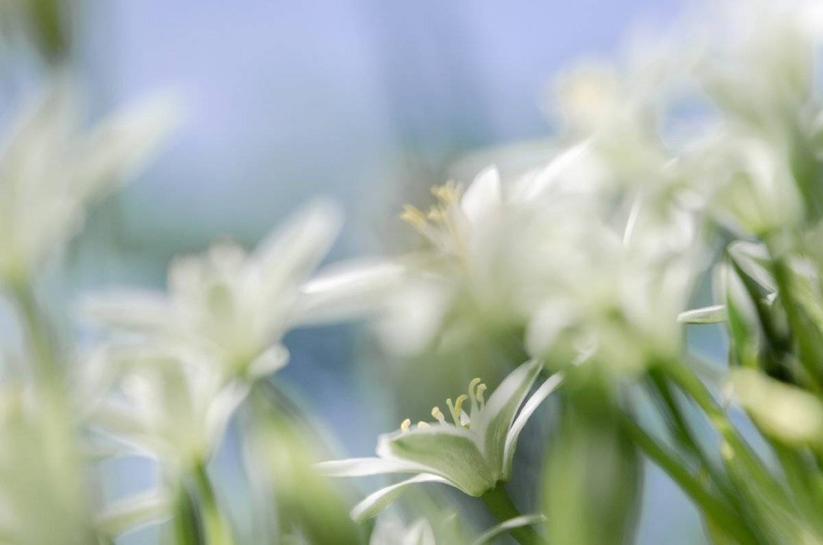 лето, белые, цветы, россия, Майя Афзаал