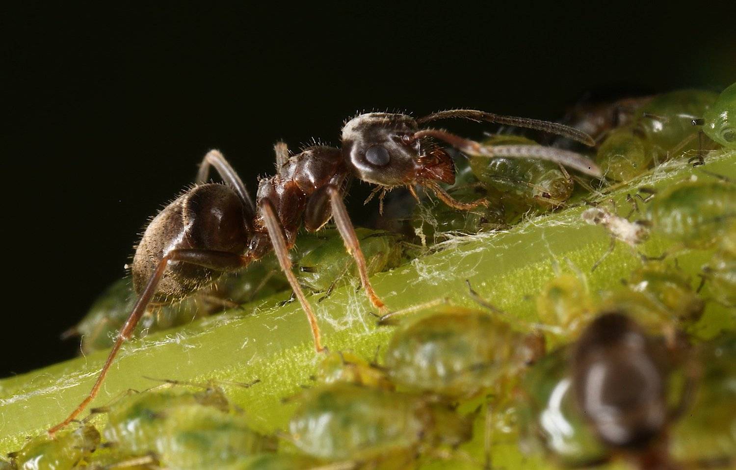 муравей, тля, Александр Зорин