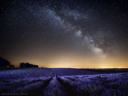 Lavender night