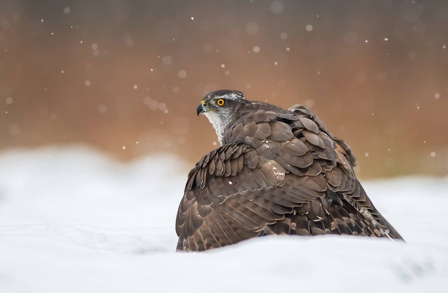 birds, bird, animal, animals, wildlife, nature, winter, snow, northern, goshawk,, Piotr Krześlak