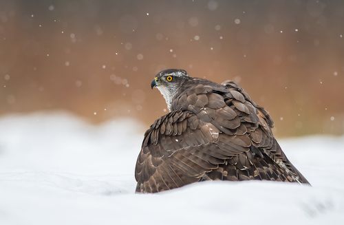 Goshawk