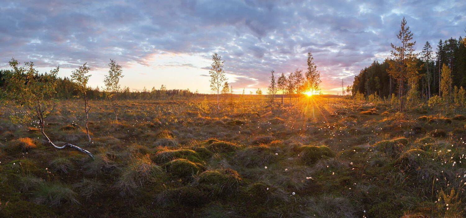 болото, ленобласть, ленинградская область, Арсений Кашкаров