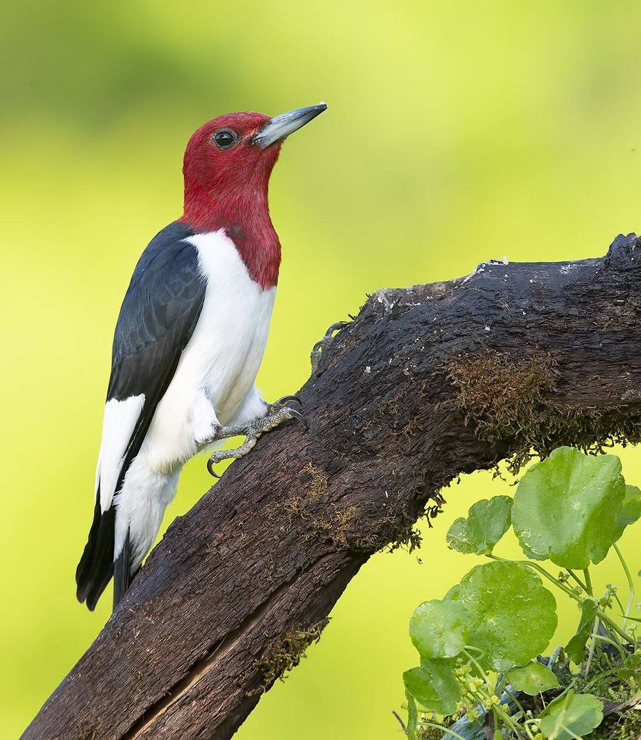 red-headed woodpecker, красноголовый меланерпес, woodpecker, дятел, птицы сша, Elizabeth Etkind