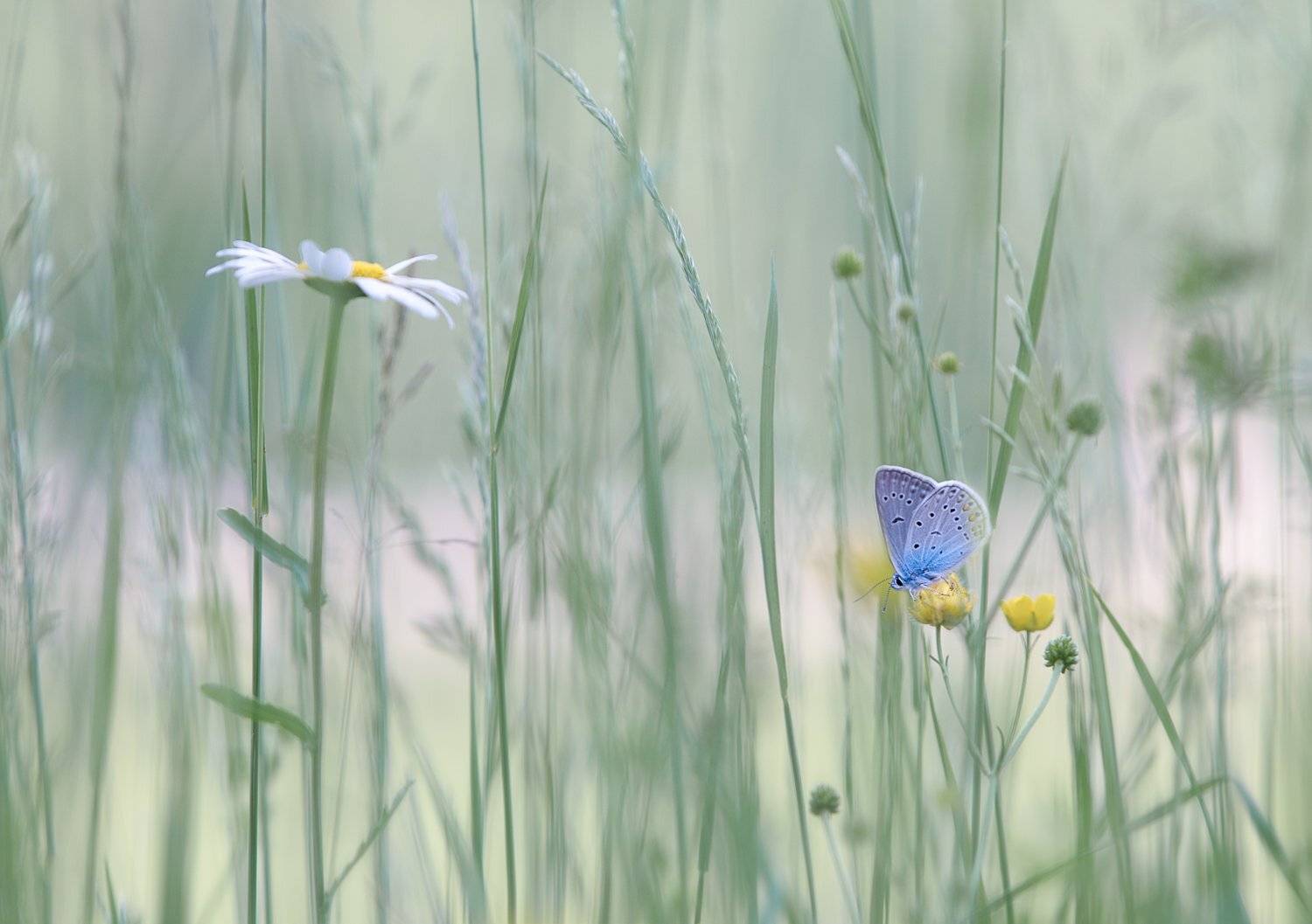 , Баранов Олег