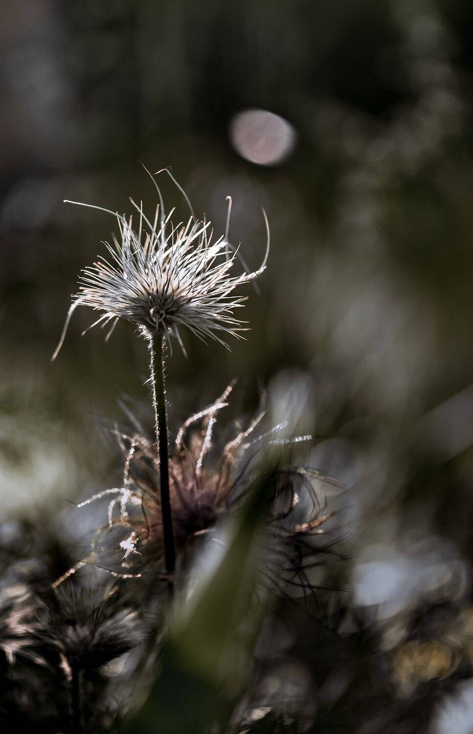 природа, макро, цветы, прострел, семена, Неля Рачкова