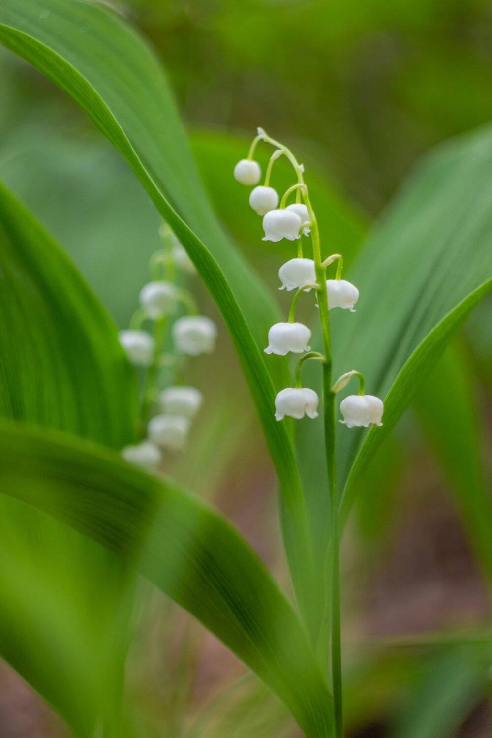 ландыши, весна, лес, Руслан Востриков