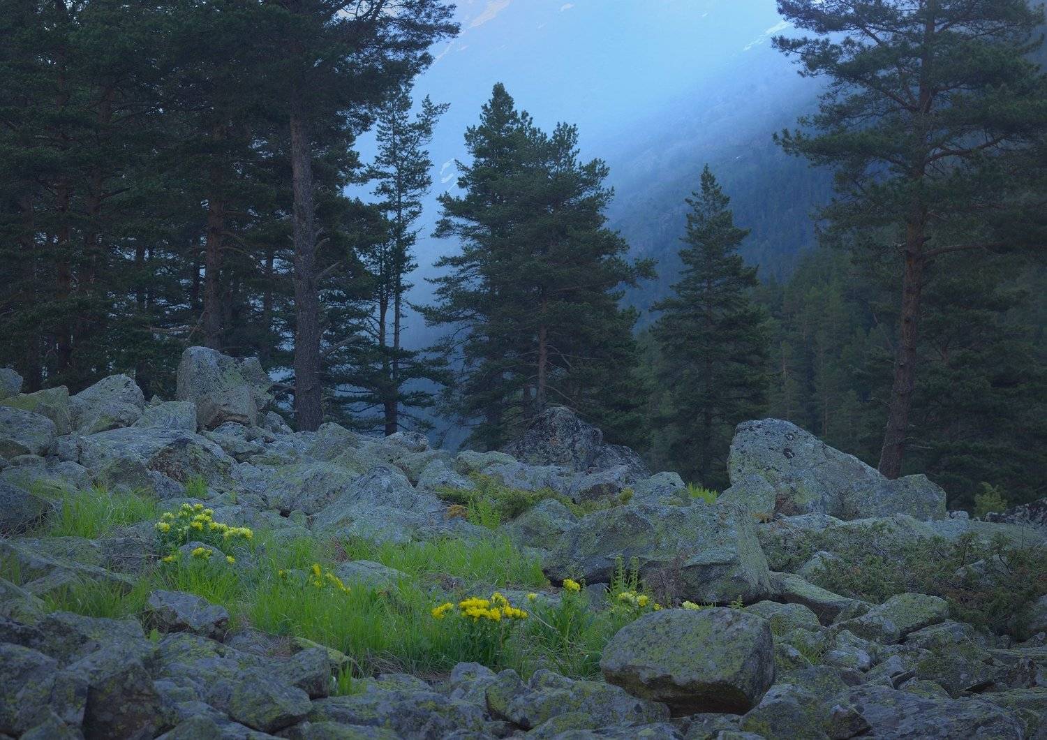 горы весна кавказ даут цветы, Александр Жарников